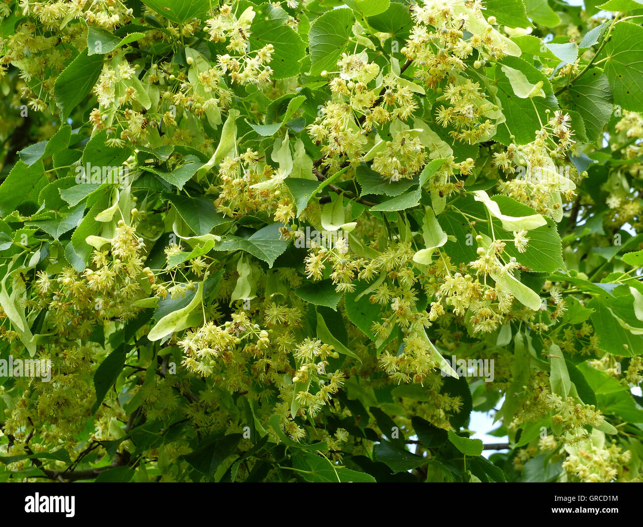 Linden-Blüten, blühende Linde Stockfoto