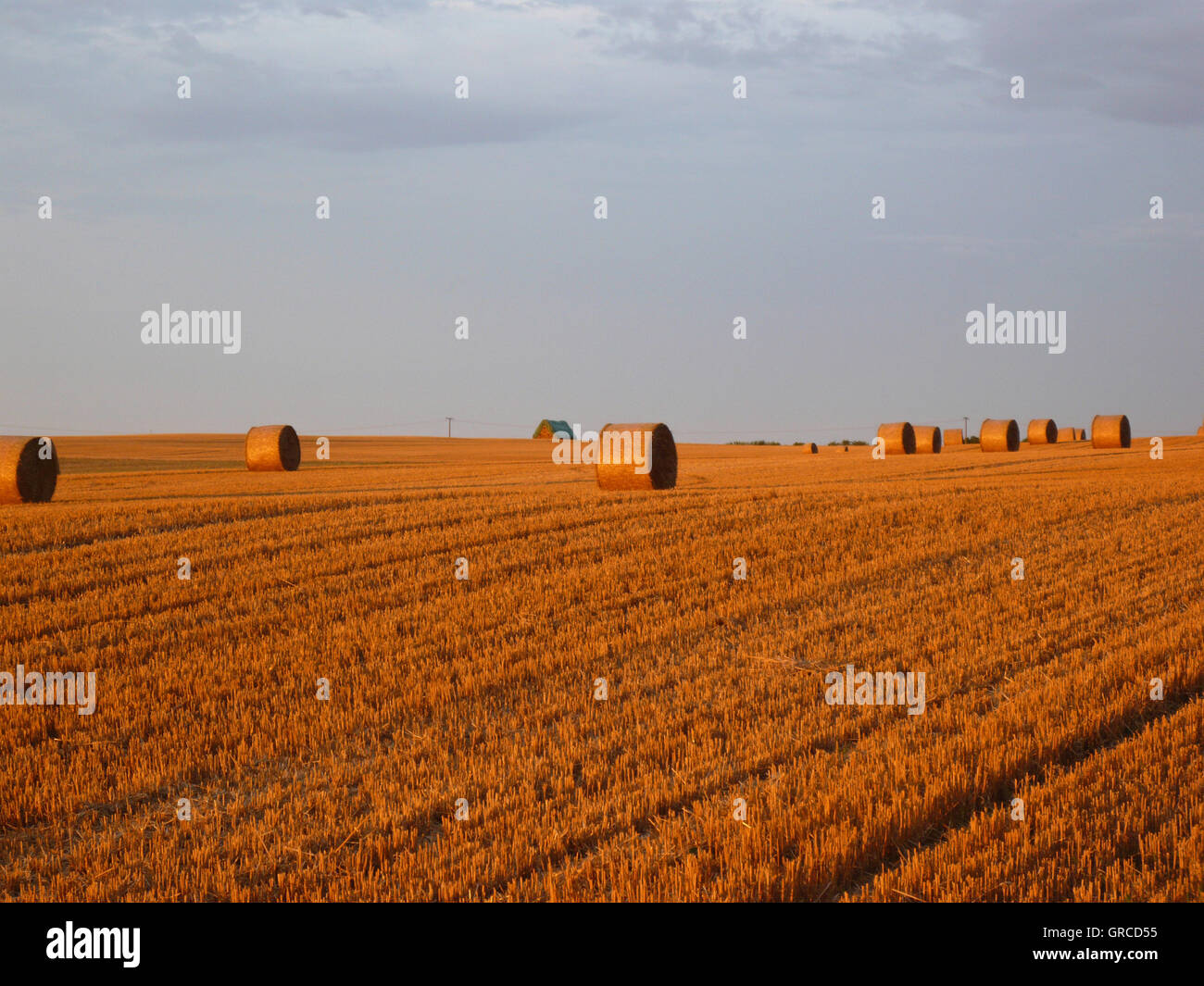 Strohballen auf abgeernteten Maisfeld Stockfoto