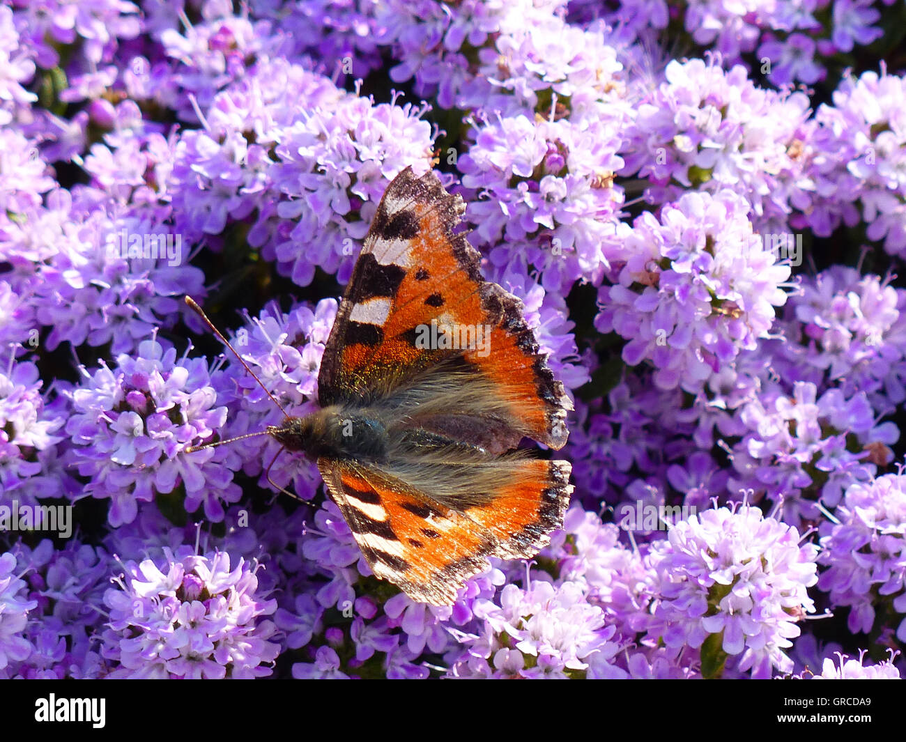 Violett blühende Kriechender Thymian und kleiner Fuchs Schmetterling Stockfoto