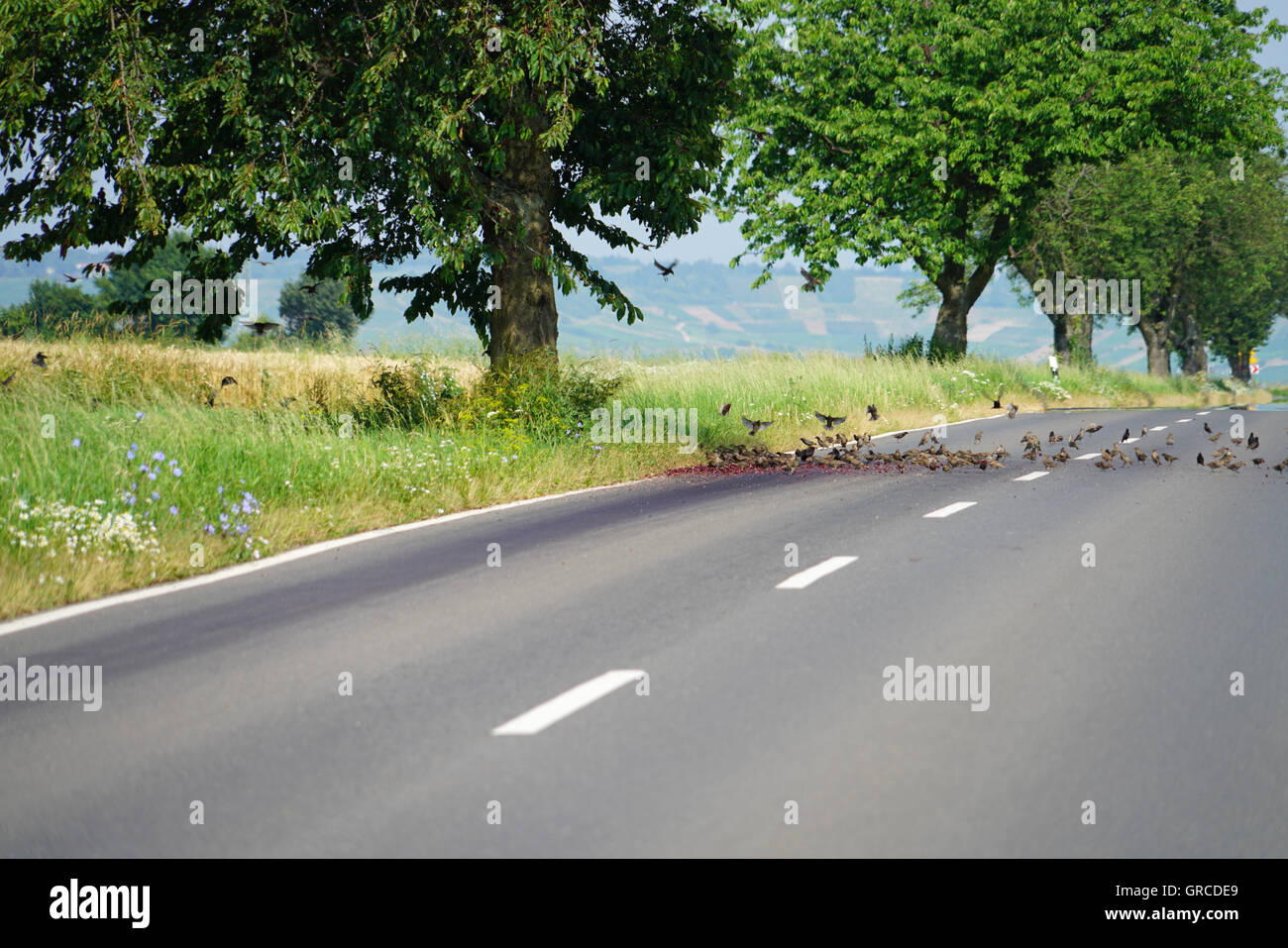 Ein Vogelschwarm nutzt die reich beladene Buffet auf der Straße, unzählige gefallene Kirschen liegen auf der Straße und werden von einem Vogelschwarm, bewegte Unschärfe gegessen Stockfoto