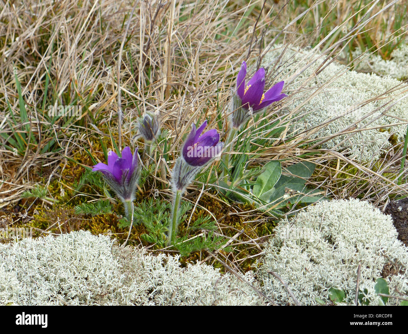 Wilde Pasqueflowers unter Schutz, Pulsatilla, Rheinland-Pfalz Stockfoto