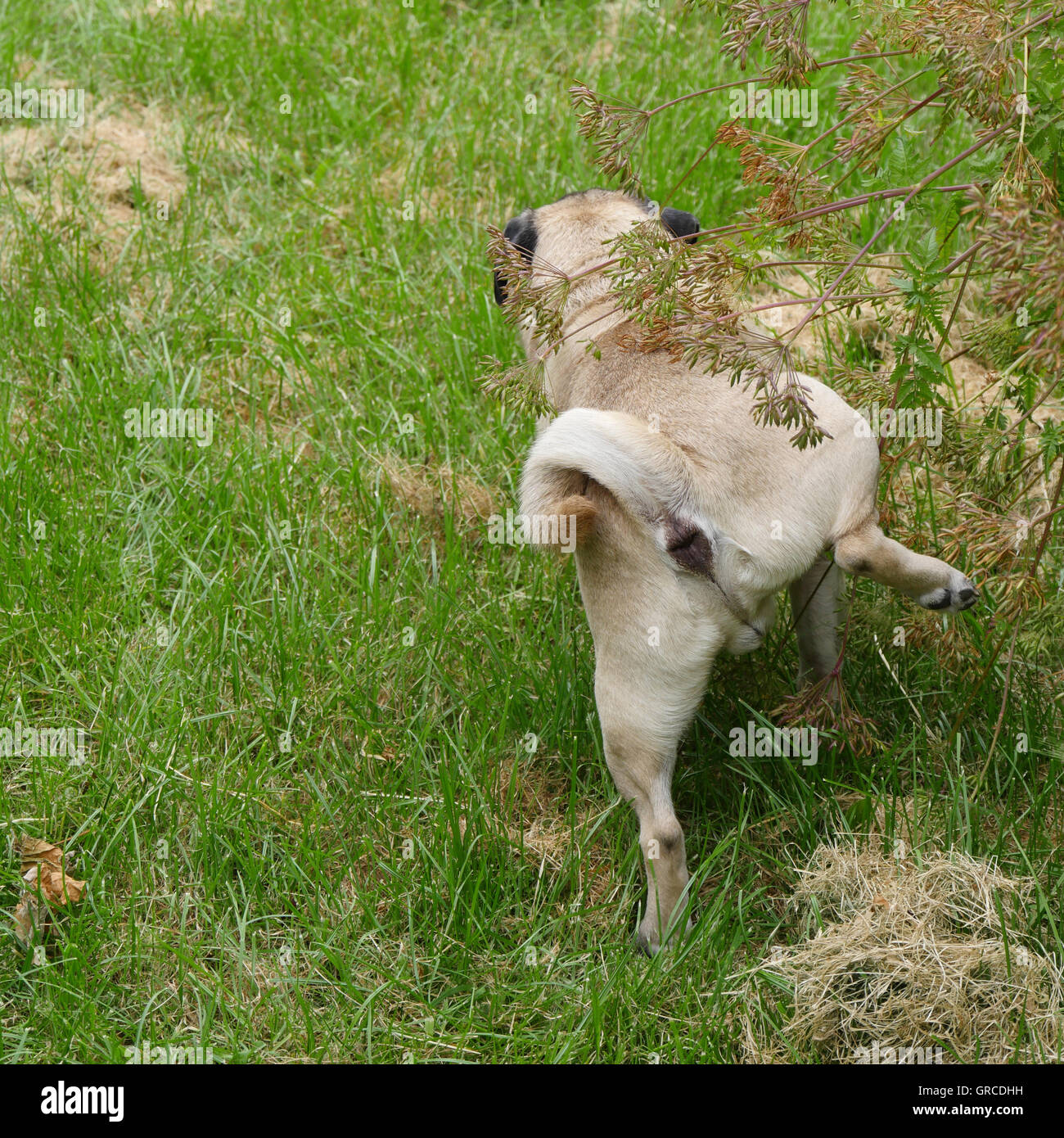 Beige Mops unterwegs auf der grünen Wiese Stockfoto