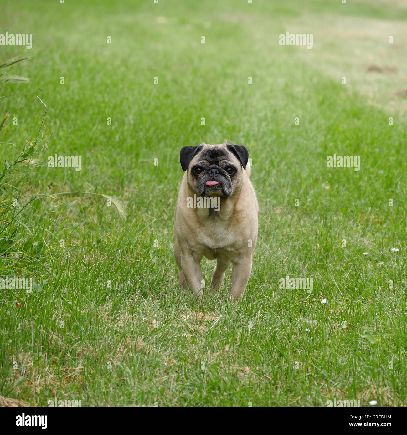 Beige Mops unterwegs auf der grünen Wiese Stockfoto