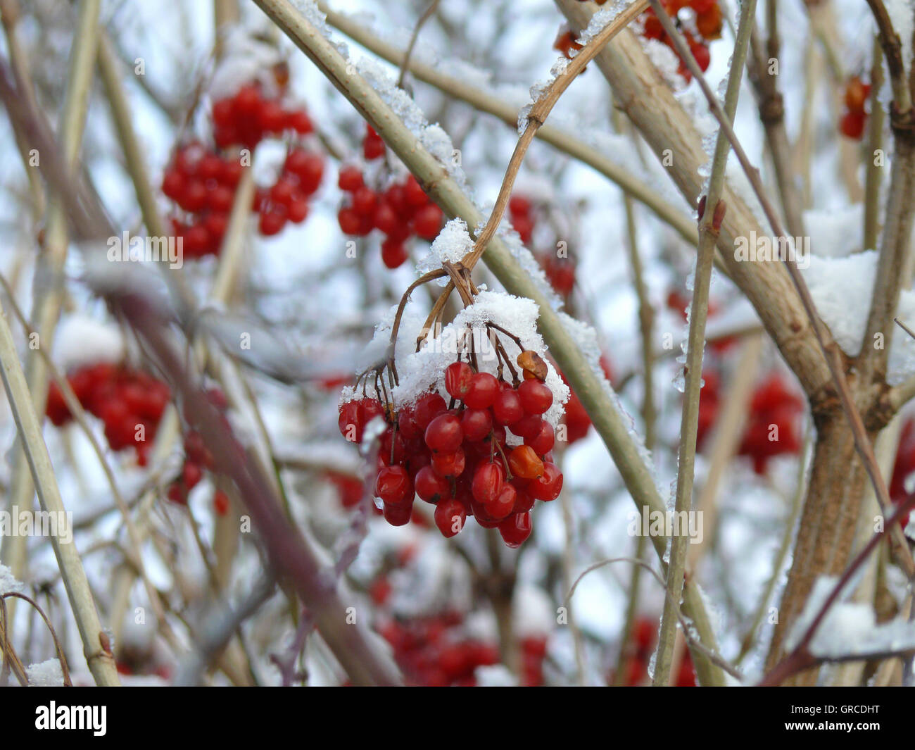 Bäume Mit Roten Beeren Im Winter Rote beeren von guelder rosenbusch im winter -Fotos und -Bildmaterial