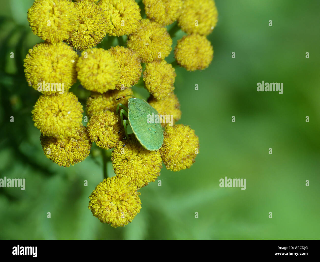 Schild-Bug auf Rainfarn Blume Stockfoto