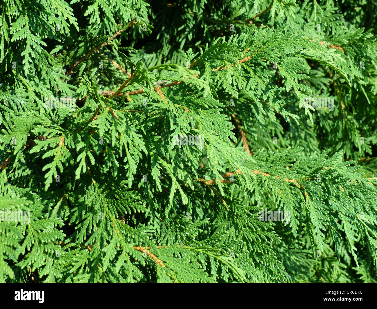 Thuya Baum Stockfotos und bilder Kaufen Alamy