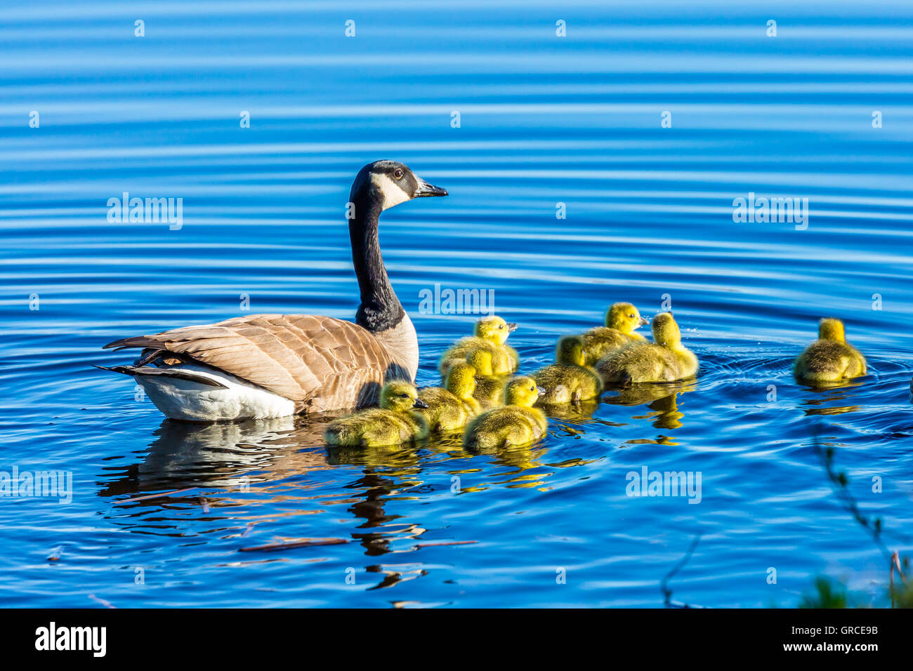 Eine Familie der Gänse (Branta Canadensis), Schwimmen in einem blauen See in Wisconsin. Stockfoto