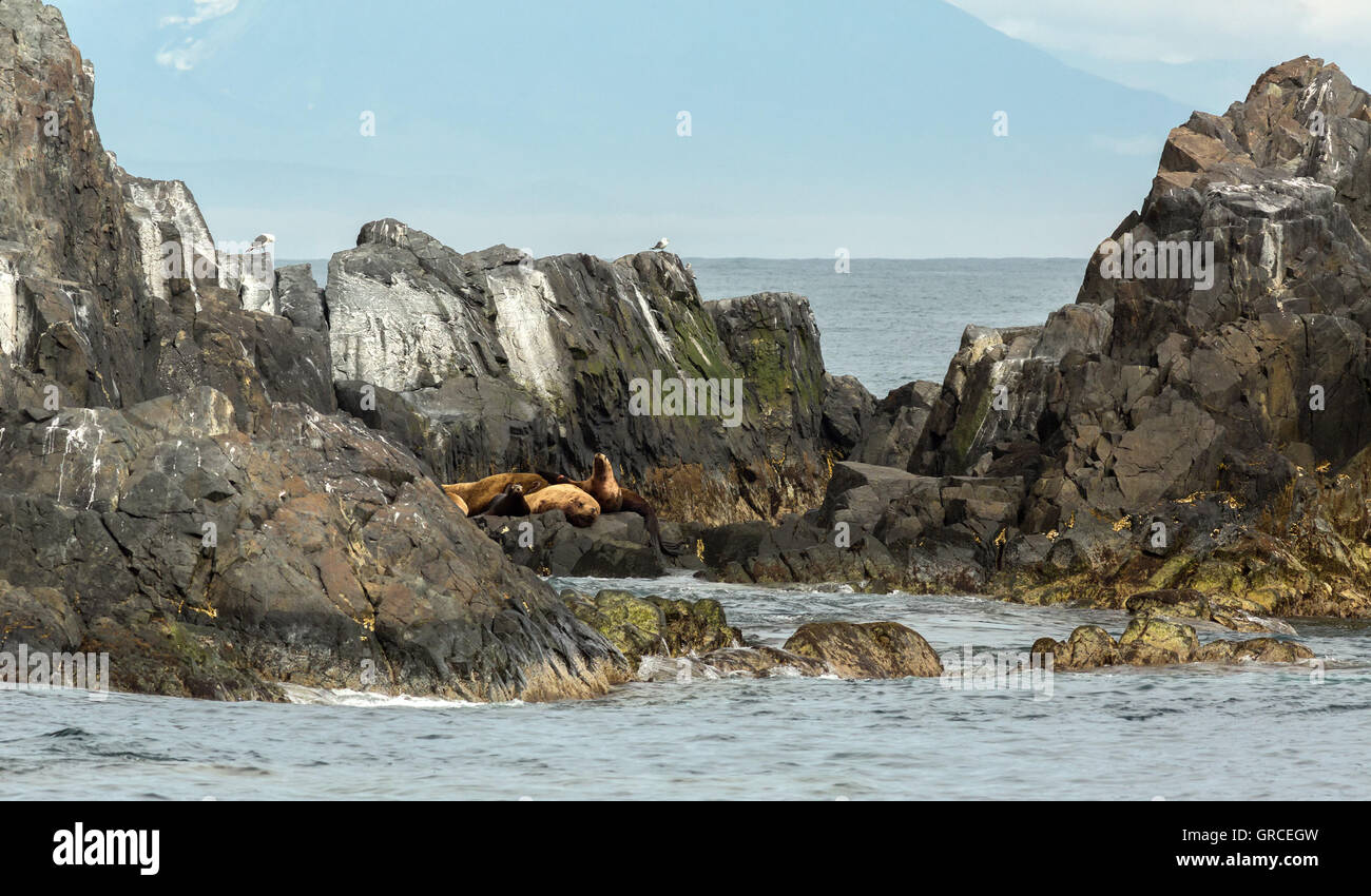 Rookery Steller Seelöwen. Insel im Pazifischen Ozean in der Nähe von Kamtschatka. Stockfoto