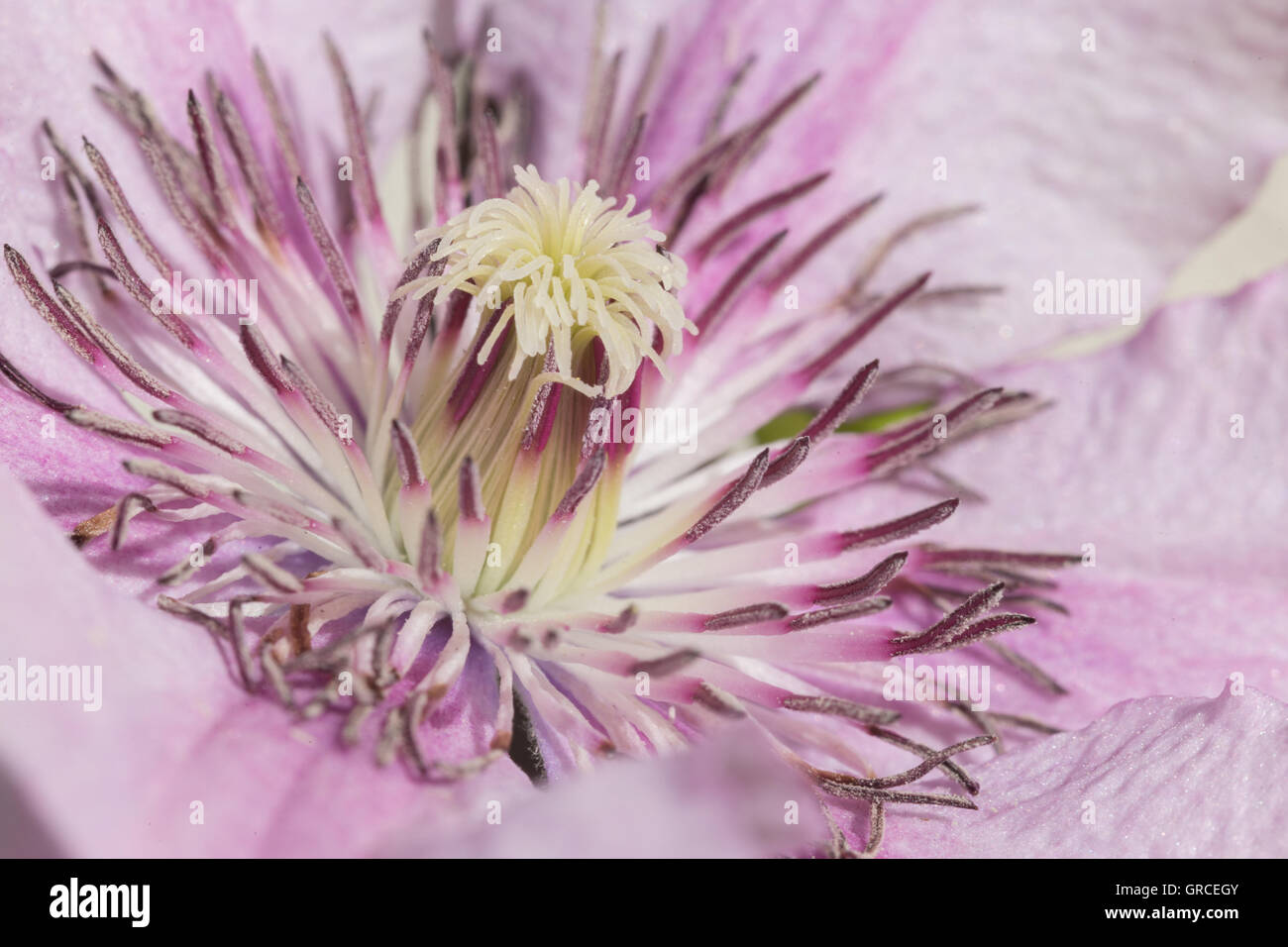 Zentrum von A lila Clematis blühen hautnah Stockfoto