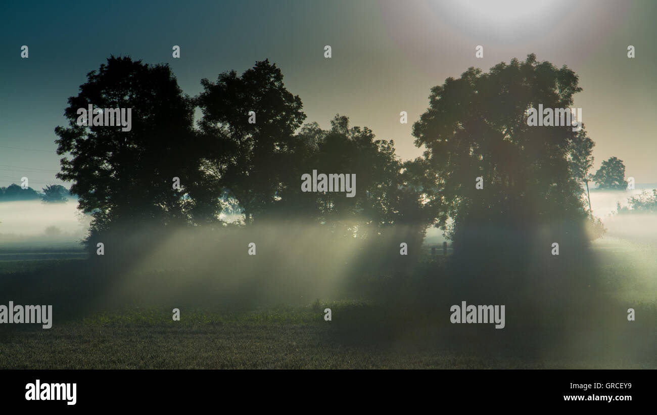 Bäume an einem nebligen Morgen Stockfoto