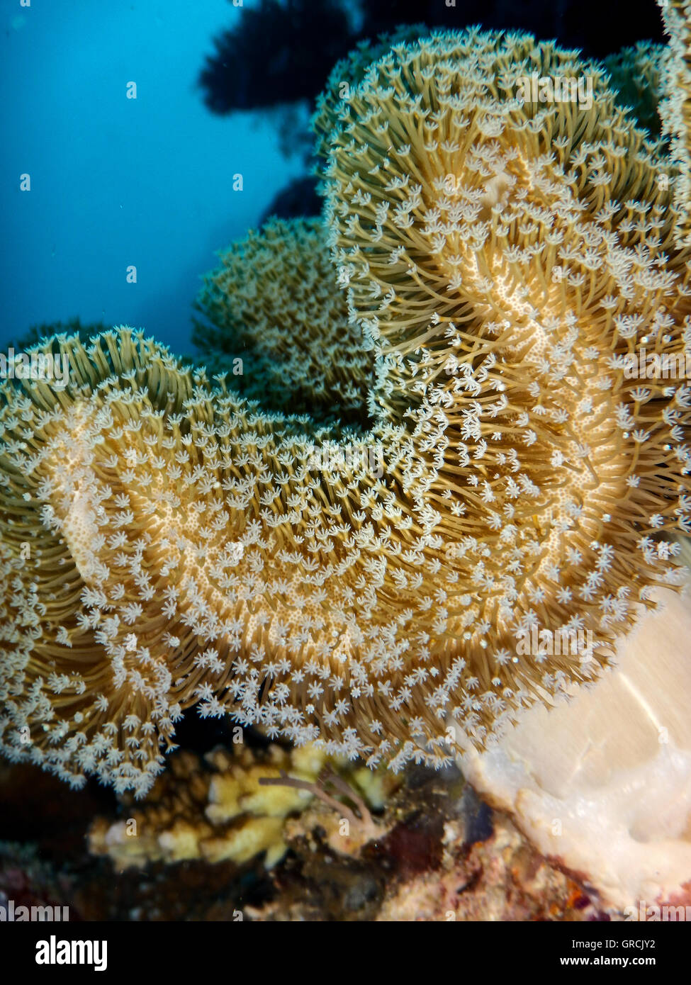 Kolonie der Polypen ein Toadstool Leder Korallen Sarcophyton Sp. Im Hintergrund blaue Wasserfläche. Selayar, Süd-Sulawesi, Indonesien Stockfoto