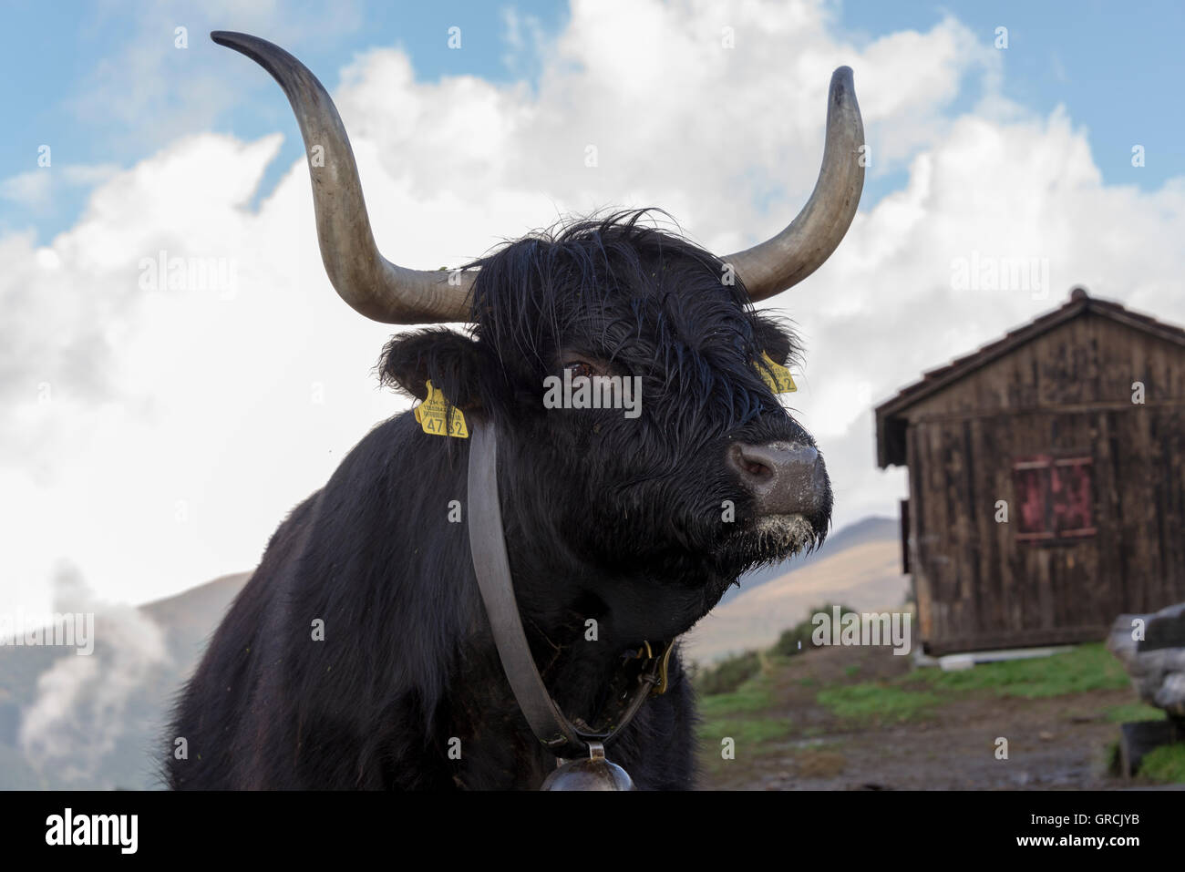 Augenkontakt Mit Einer Schwarzen Schottischen Highland Kuh Im Hintergrund A Stall Und Weisse Wolken Stockfotografie Alamy