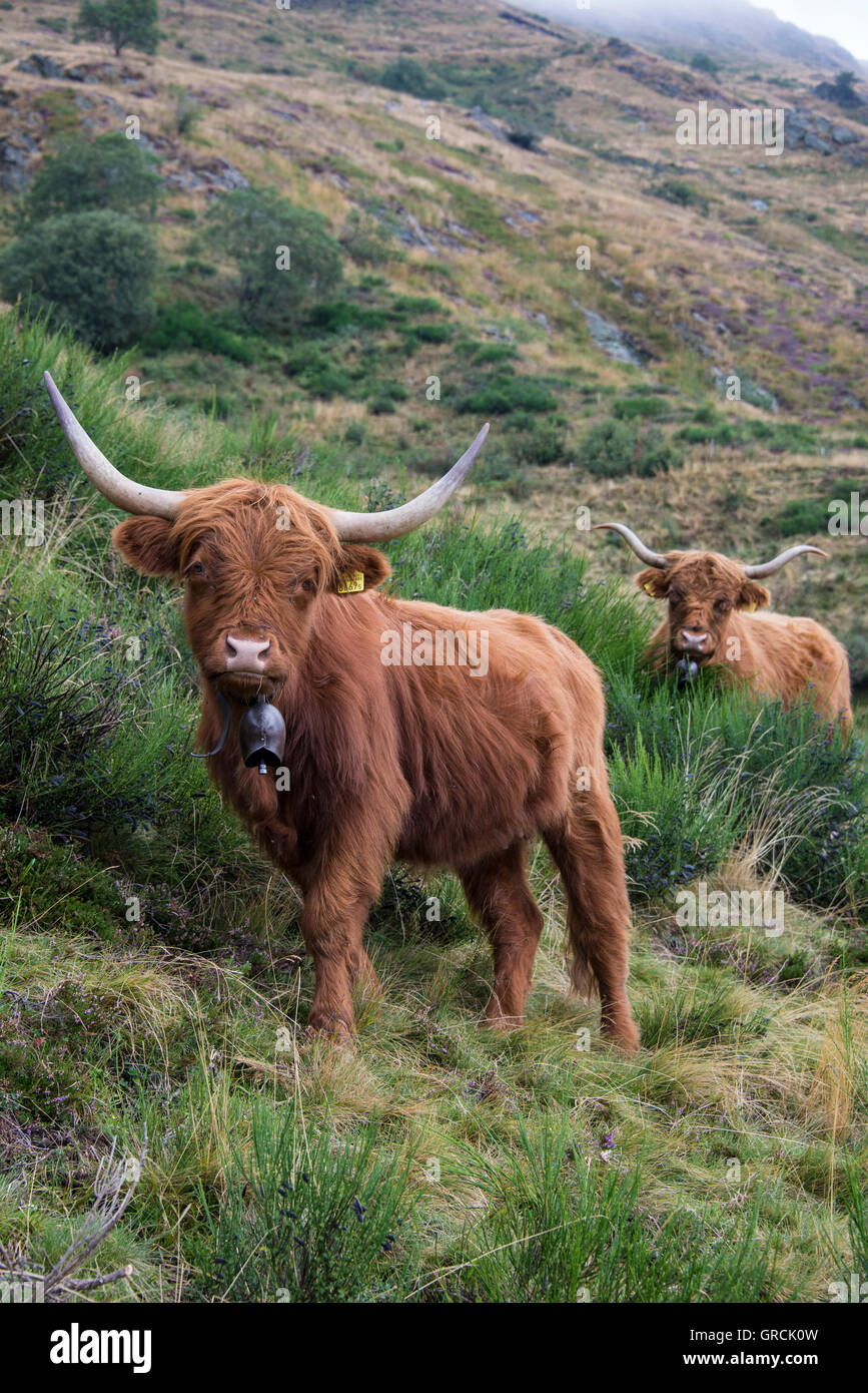 Zwei 2 roten schottischen Higlandcows mit Kuhglocken, Stand einer nach dem anderen In einer kargen alpinen Wiese mit Büschen der Ginster. Großen Hühneraugen, sichtbaren Augen Stockfoto