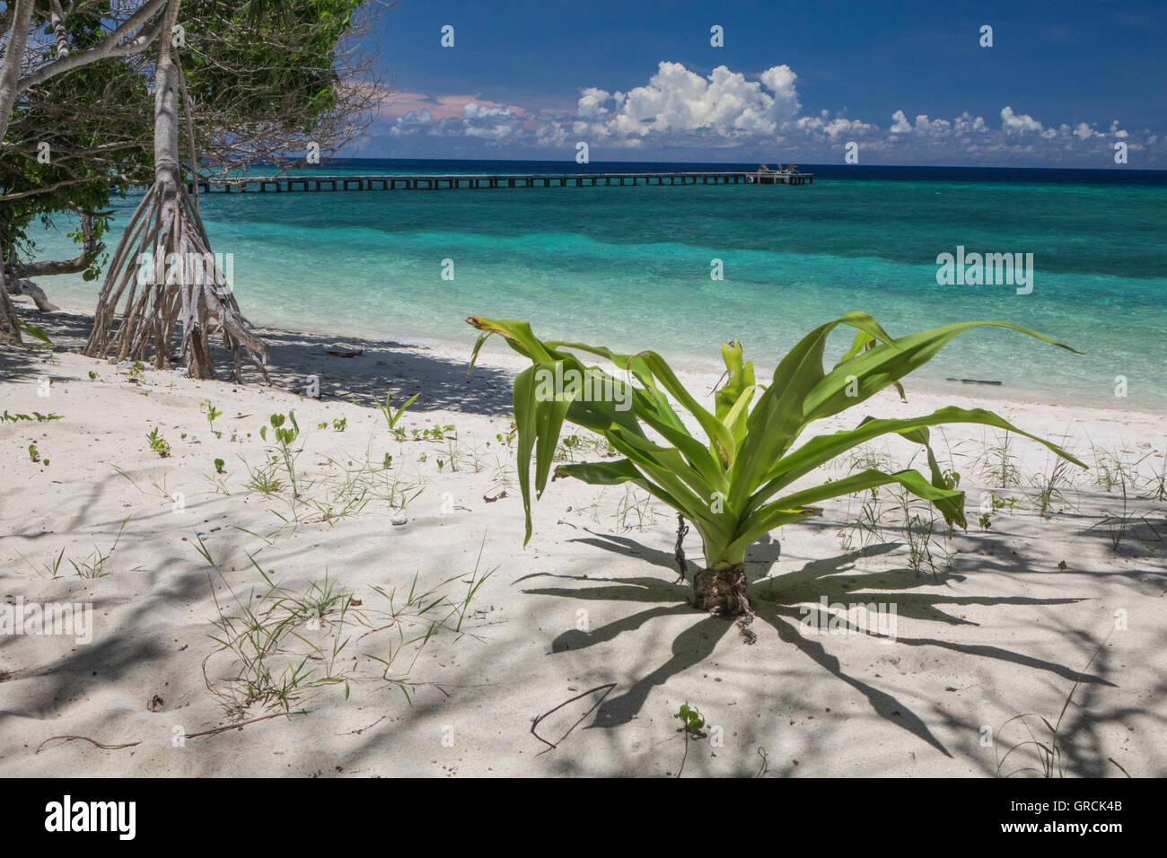 Weißer Sandstrand mit Grünpflanze im Vordergrund, Meer, Anlegesteg und weißen Cumulus In den Rücken Stockfoto