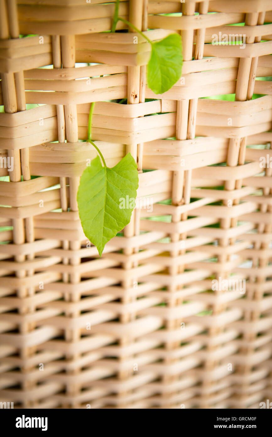 Er wächst vom Bildschirm Stockfoto