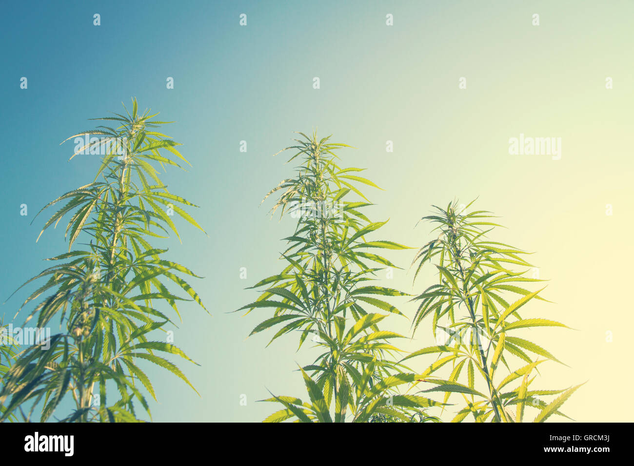 3 Cannabis Pflanzen Bie schönes Wetter Stockfoto