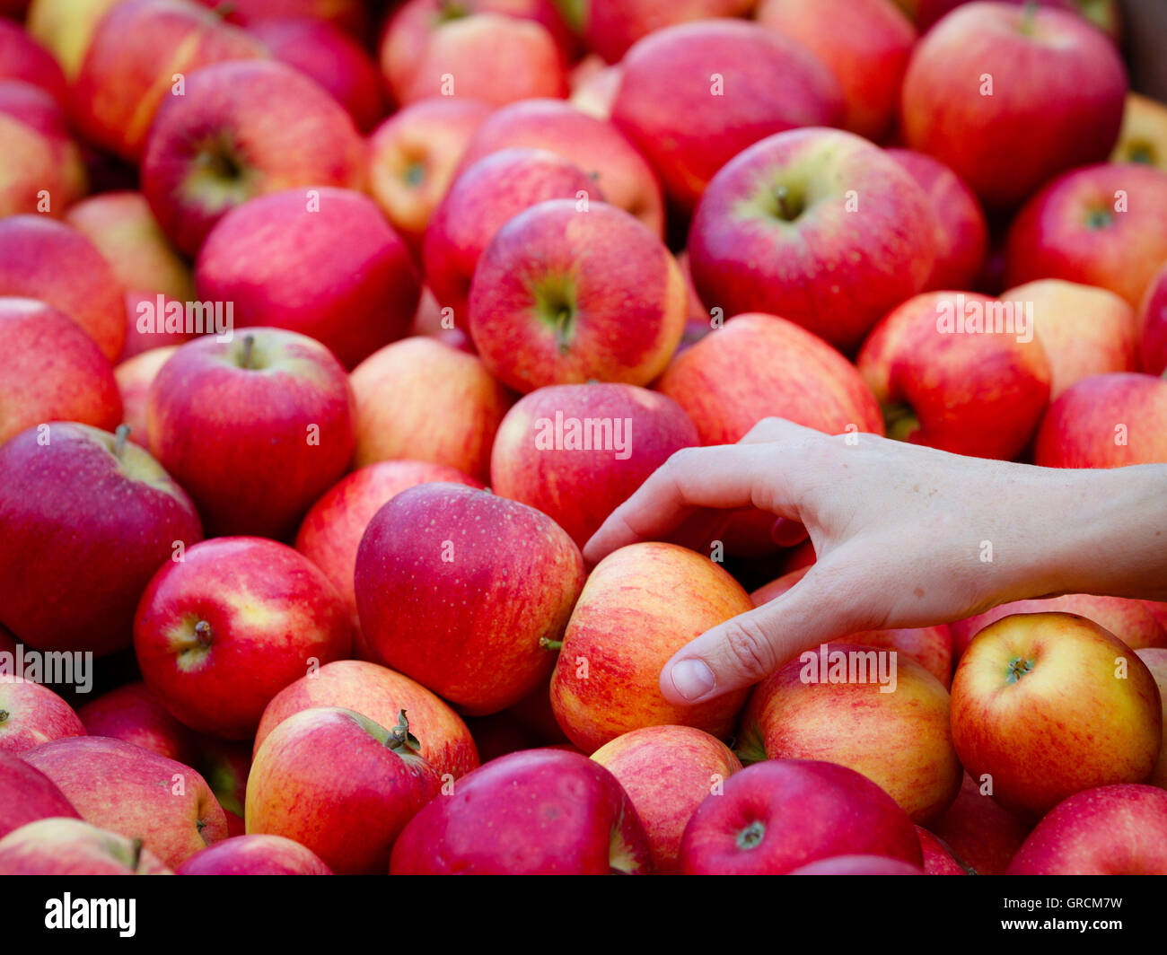 Äpfel, Wahl, Shopping Stockfoto