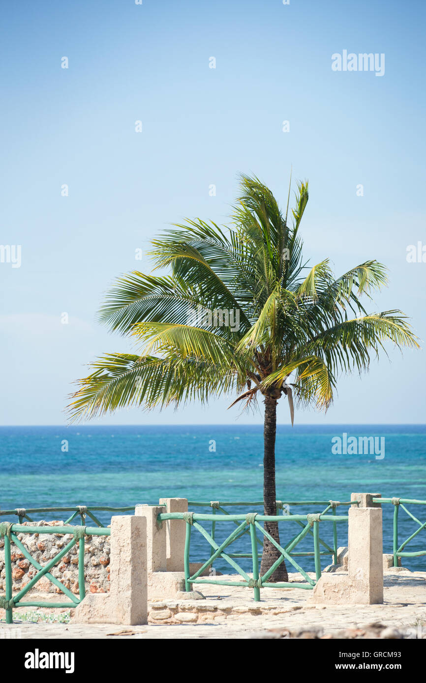 Palmen an der karibischen Küste Stockfoto