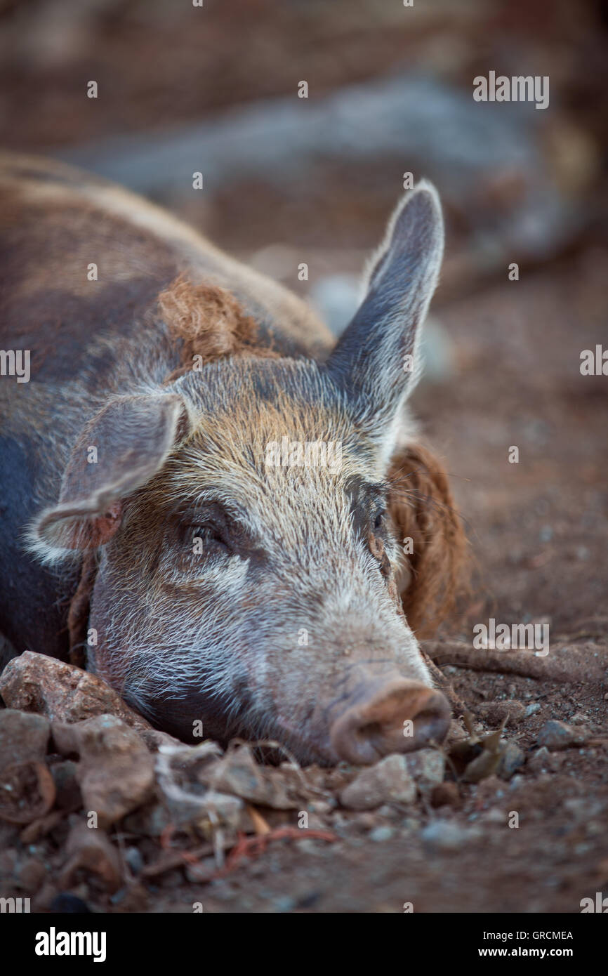 Bio-Schweine-Freilandhaltung Stockfoto