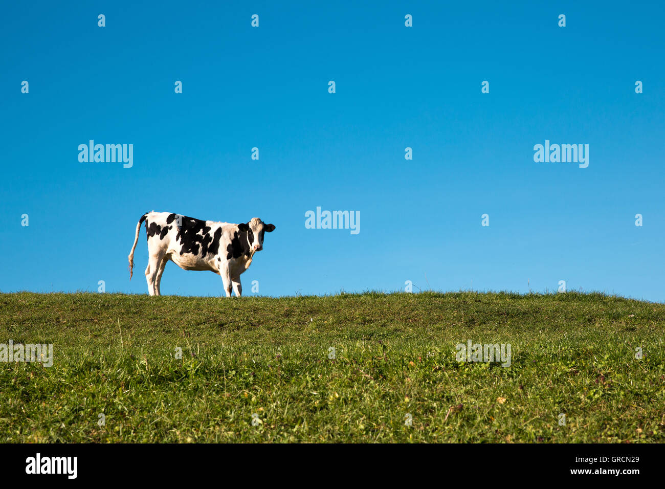 Eine Kuh vor einem blauen Himmel auf grüner Wiese Stockfoto