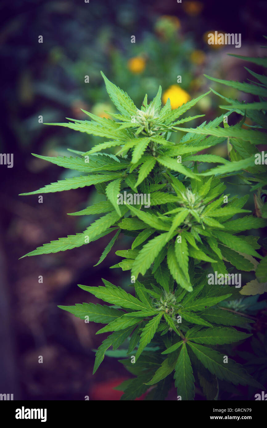 Cannabis Marihuana Topfpflanze Stockfoto