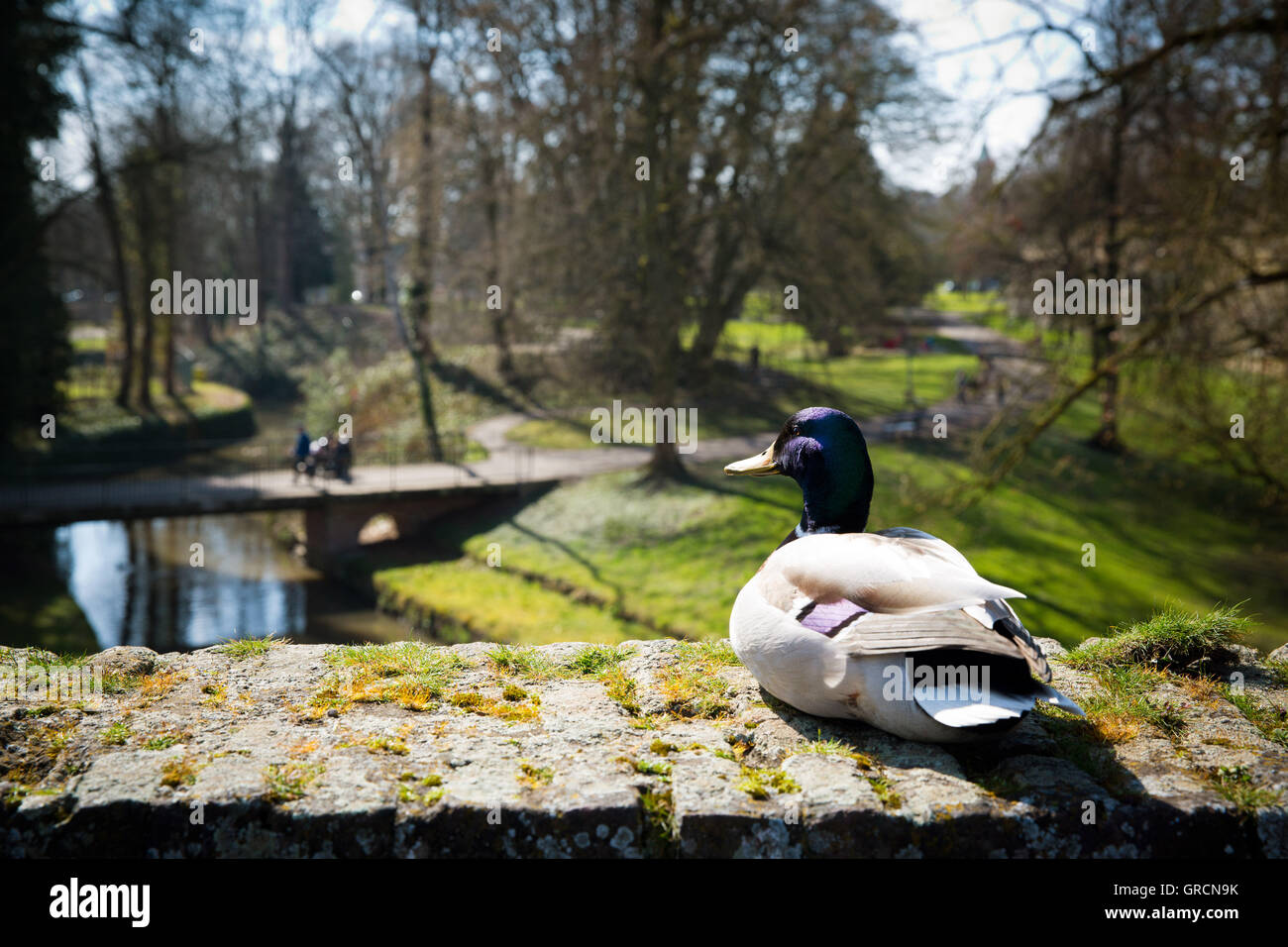 Stockente auf einer Wand im Park Stockfoto