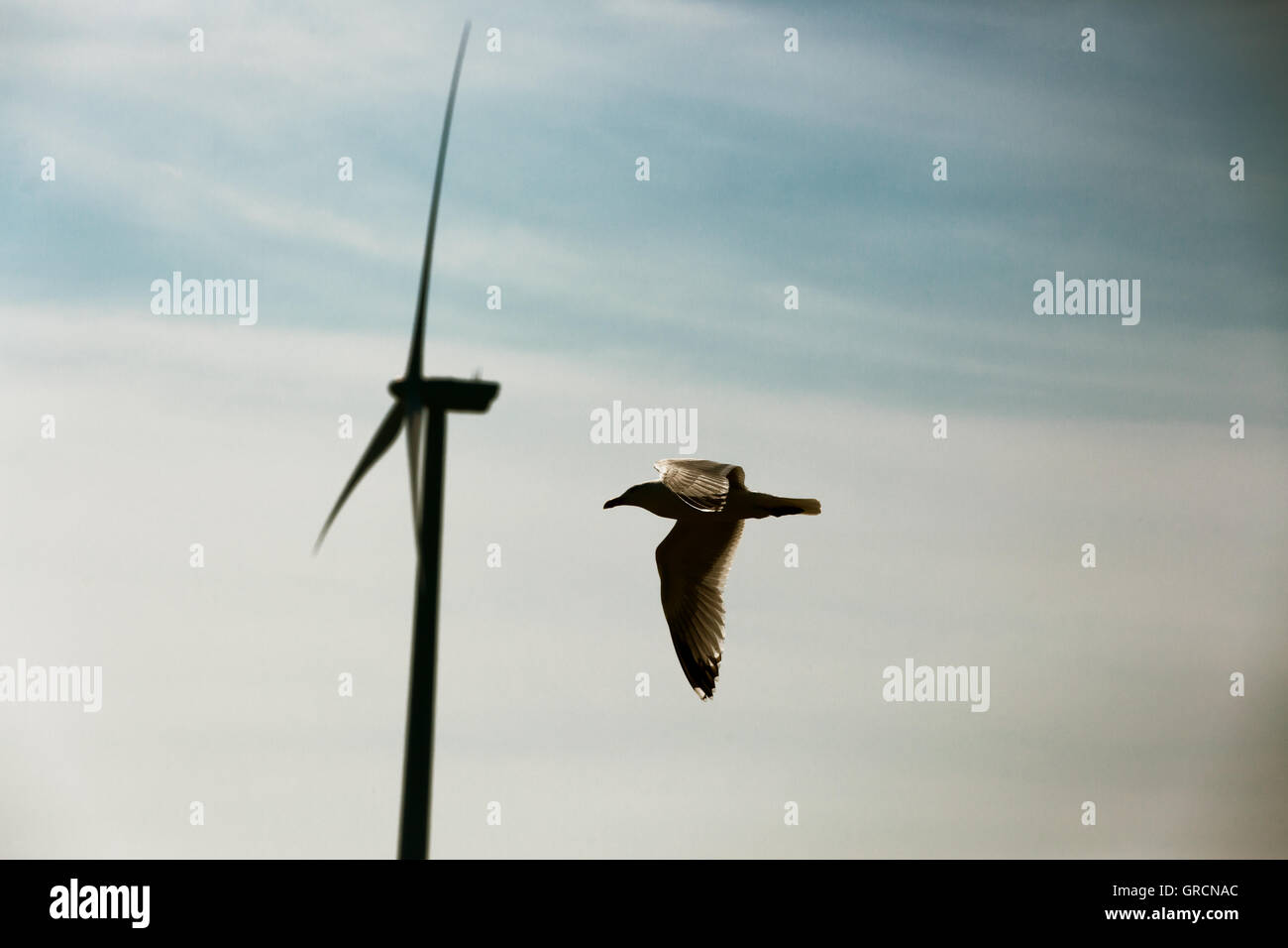 Gefahr für Vögel, Windmühlen Stockfoto