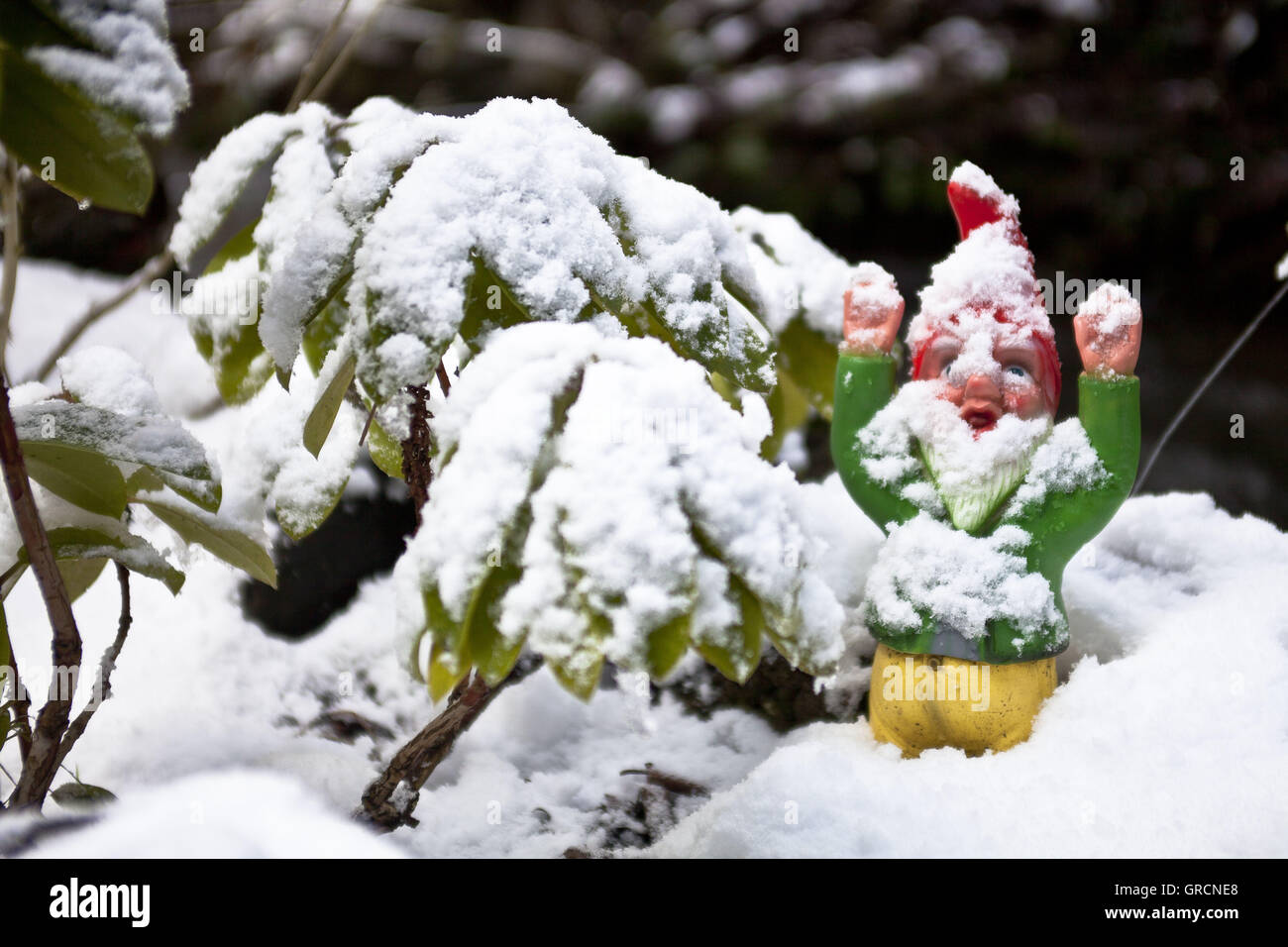 Gartenzwerg im verschneiten Garten Stockfoto