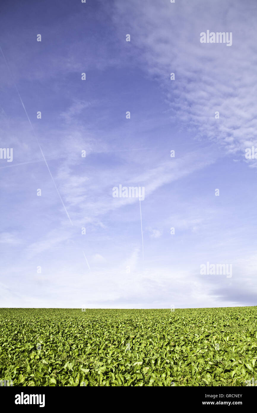 Grünes Feld mit blauen Wolkenhimmel, Vertikal-Format Stockfoto