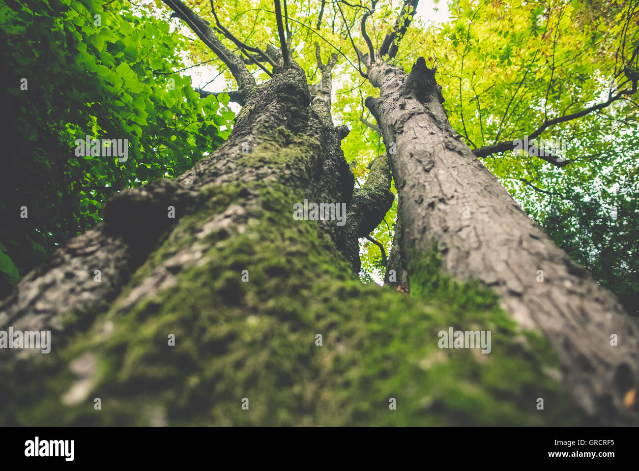 Nahaufnahme eines Baumstammes Stockfoto