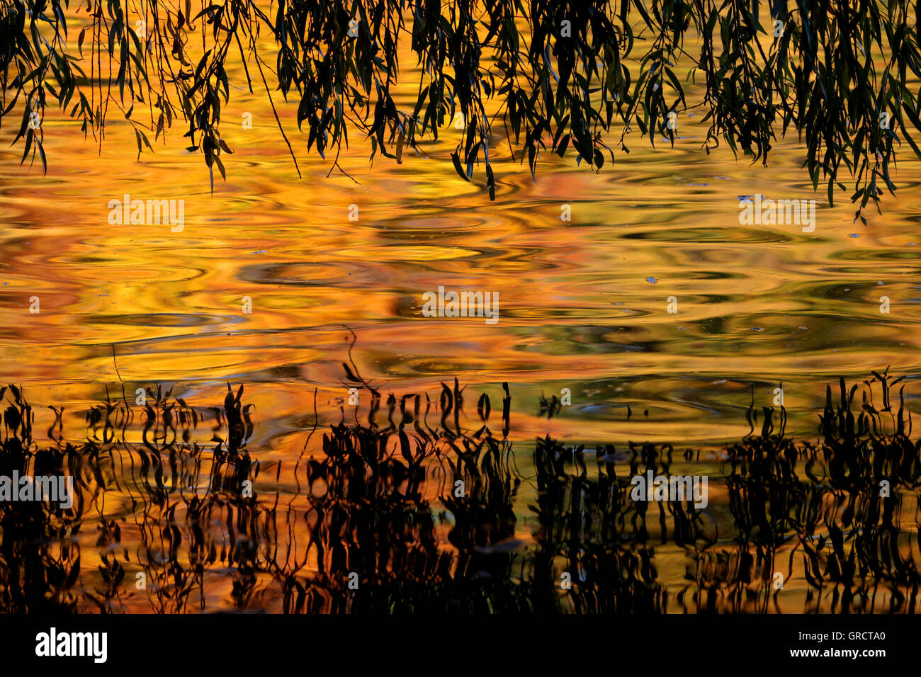 Herbst, Laub reflektiert In einem Teich Stockfoto