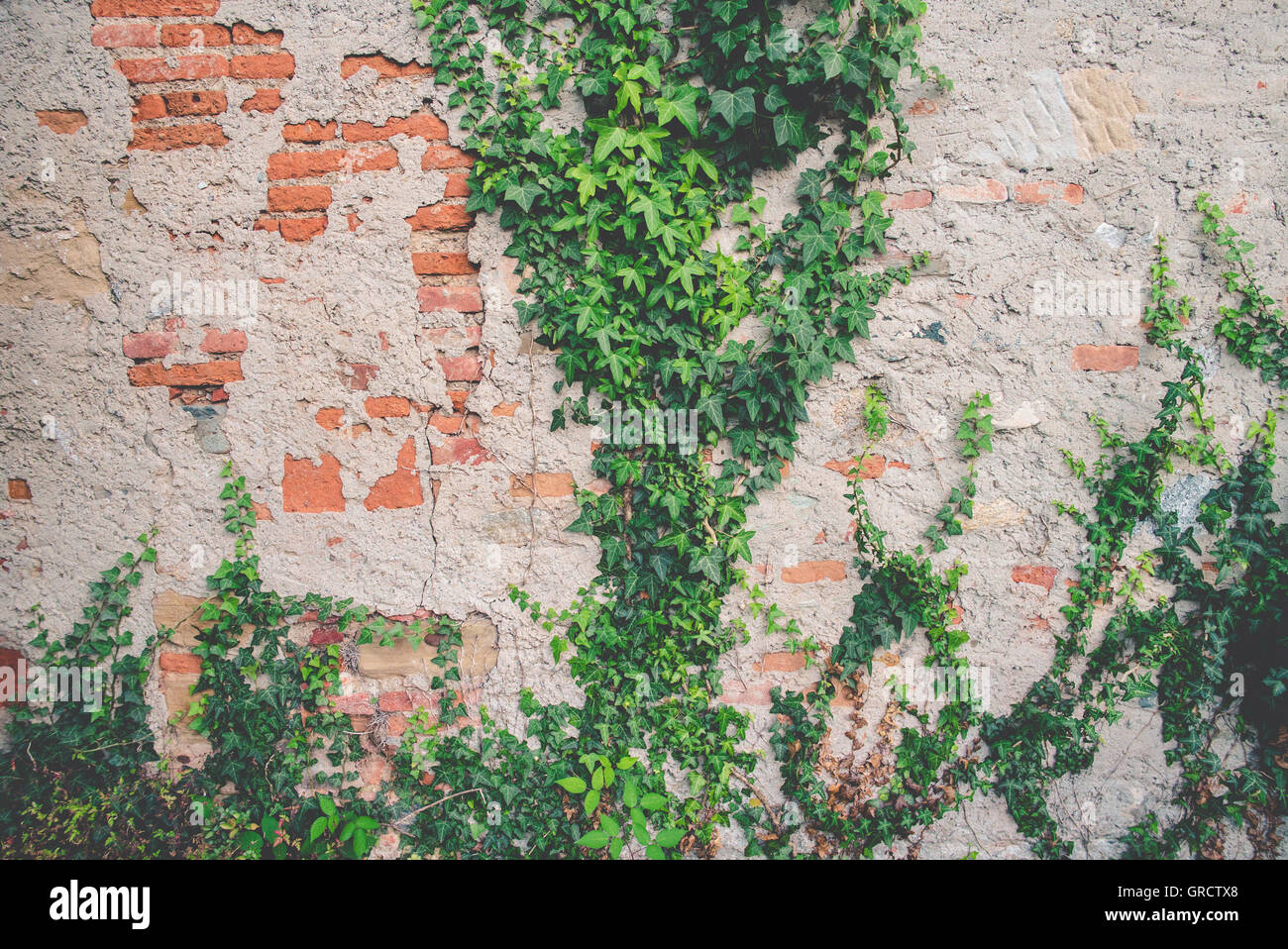 Efeu an einer alten Mauer Stockfoto