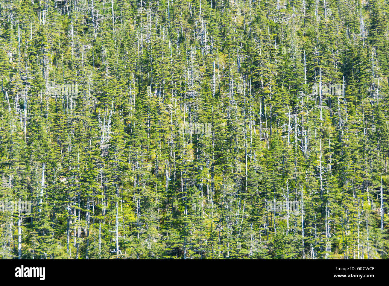 Detail eines Holzes In Alaska mit einigen toten Bäumen Bild füllen Stockfoto