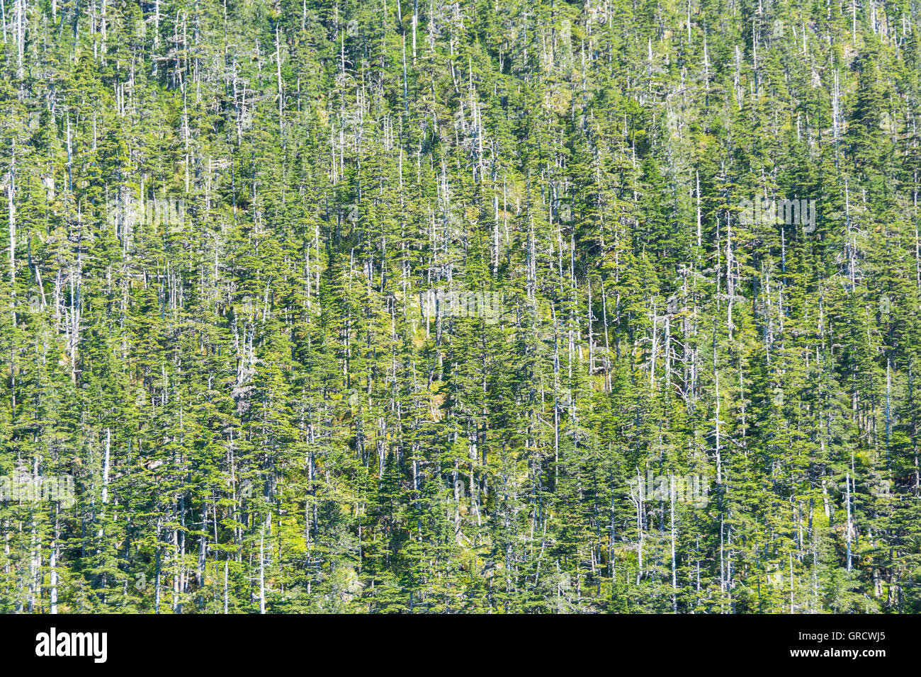 Detail eines Holzes In Alaska mit einigen toten Bäumen Bild füllen Stockfoto