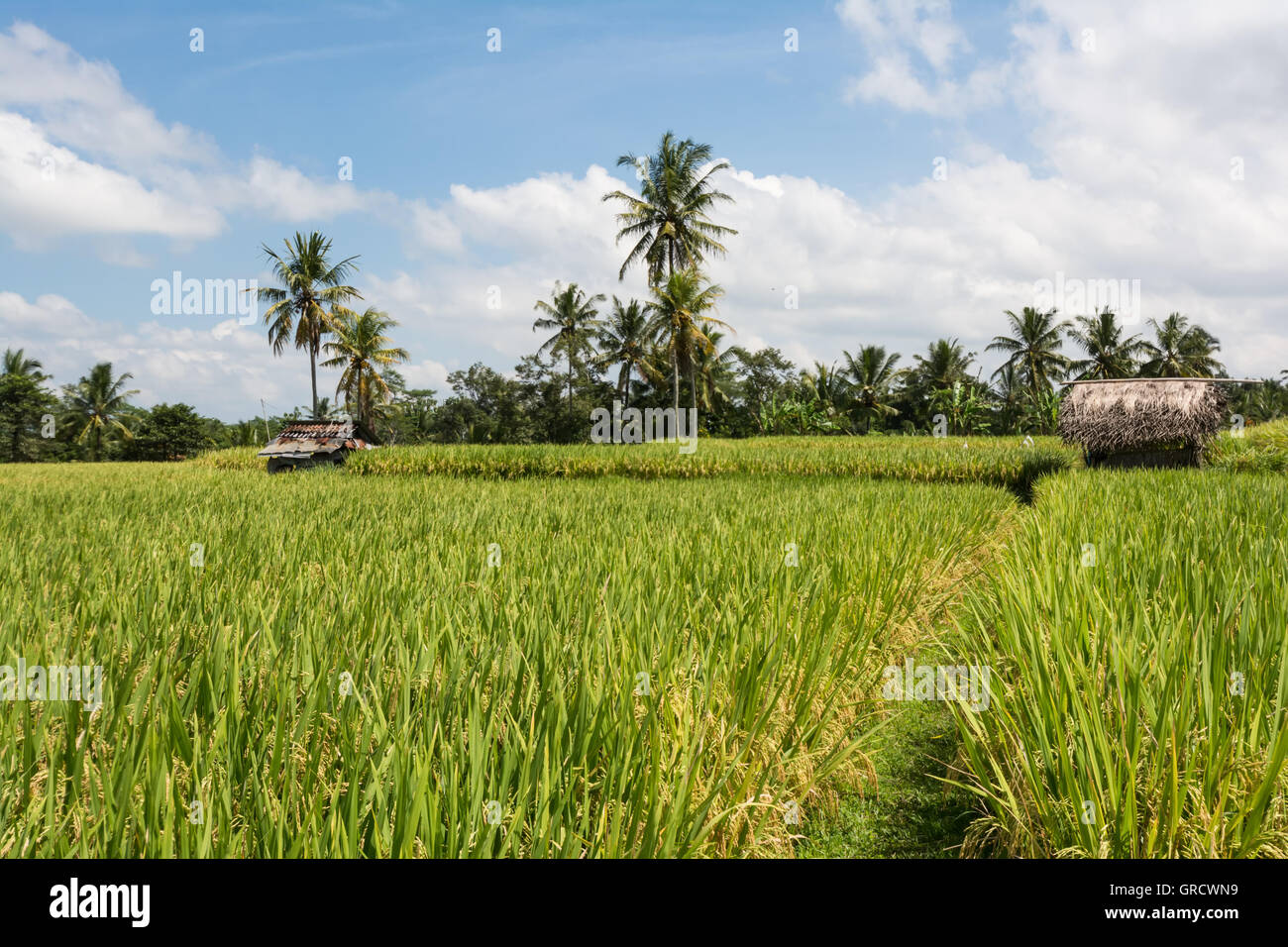 Landschaftsbild der balinesischen Felder auf denen Reis wächst mit Hütten Stockfoto