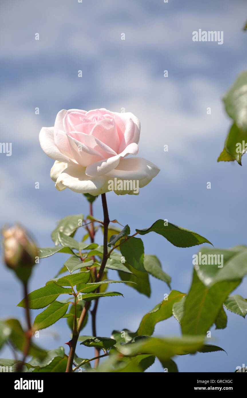 Rosa Rose vor einem strahlend blauen Himmel Stockfoto