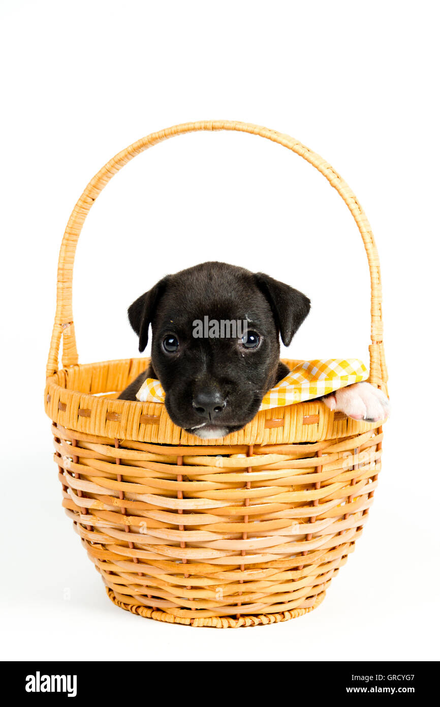 Eine süße Pitbull Welpen in einem Korb in weißem Hintergrund platziert Stockfoto