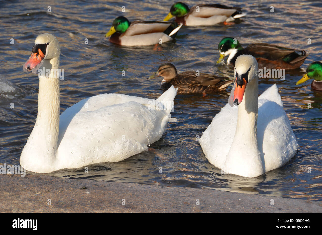 Zwei tiere im winter Fotos und Bildmaterial in hoher Auflösung Alamy