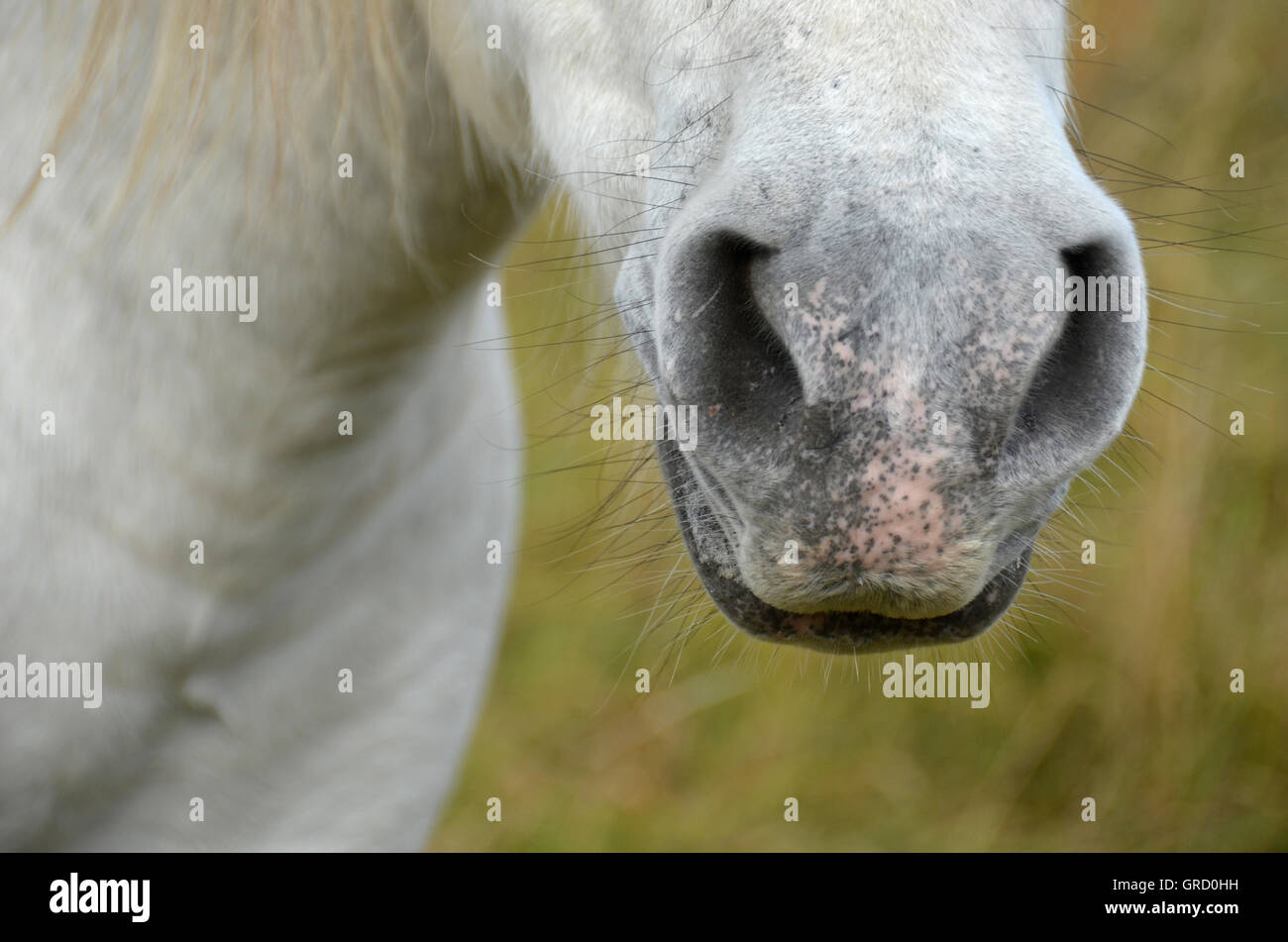 Nase von einem weißen Pferd Stockfoto