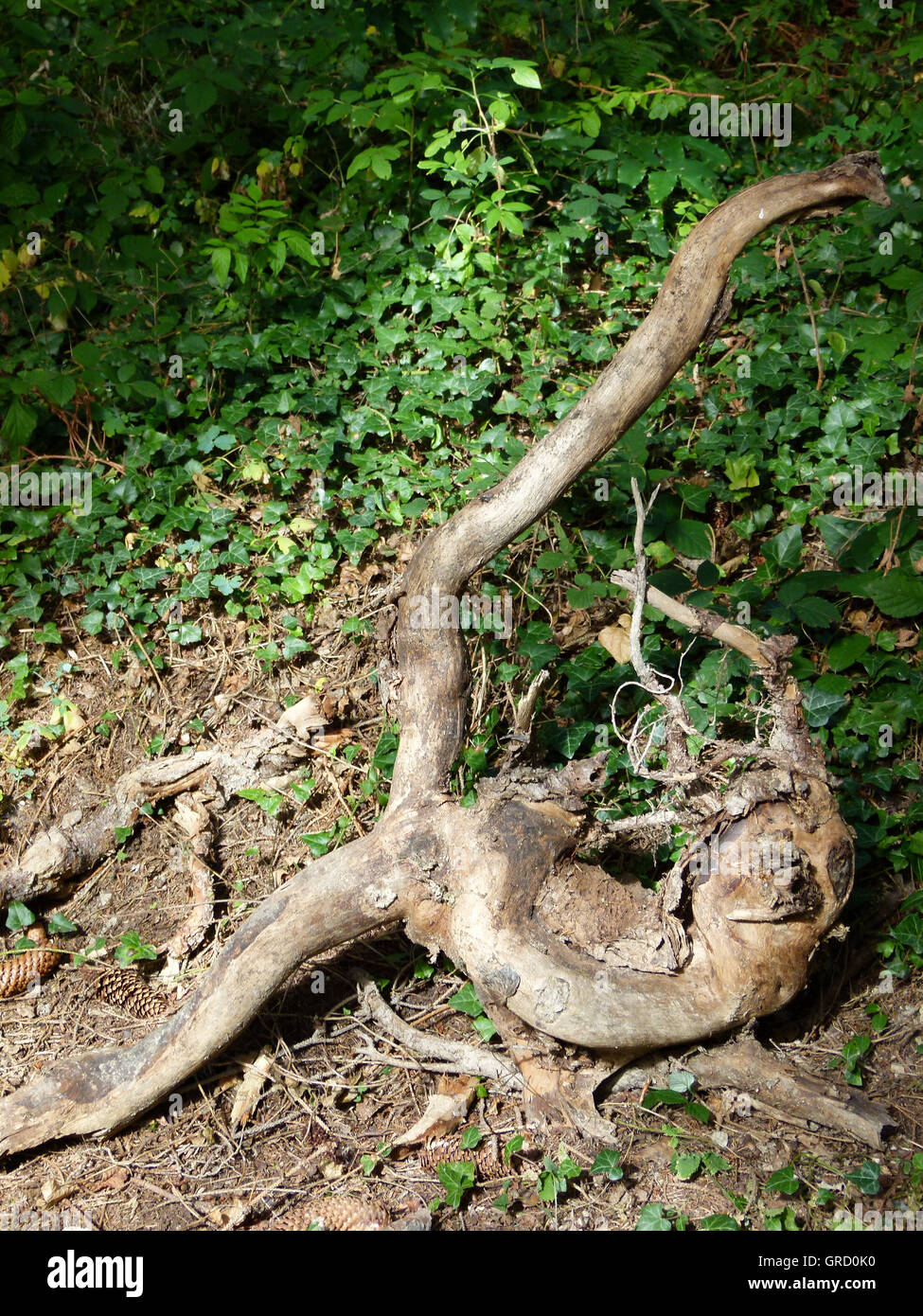 Bizarre Wurzelstruktur Wie Ein Oktopus Stockfotografie Alamy