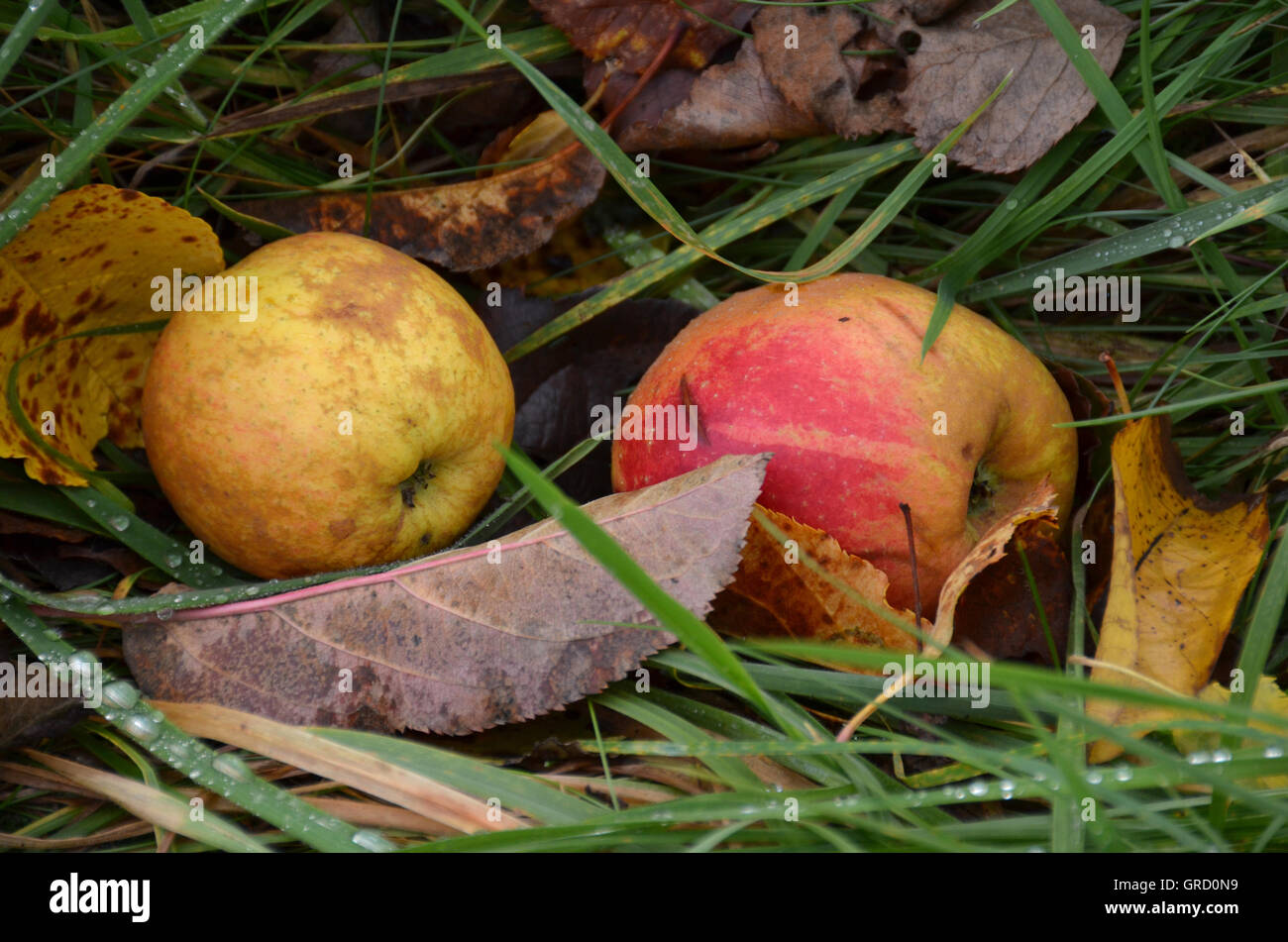 Glücksfall, Äpfel, Gras Stockfoto