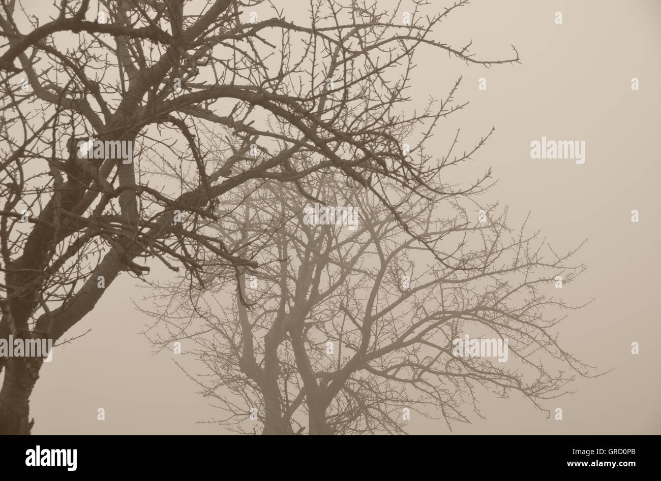 Bäume im November-Nebel Stockfoto