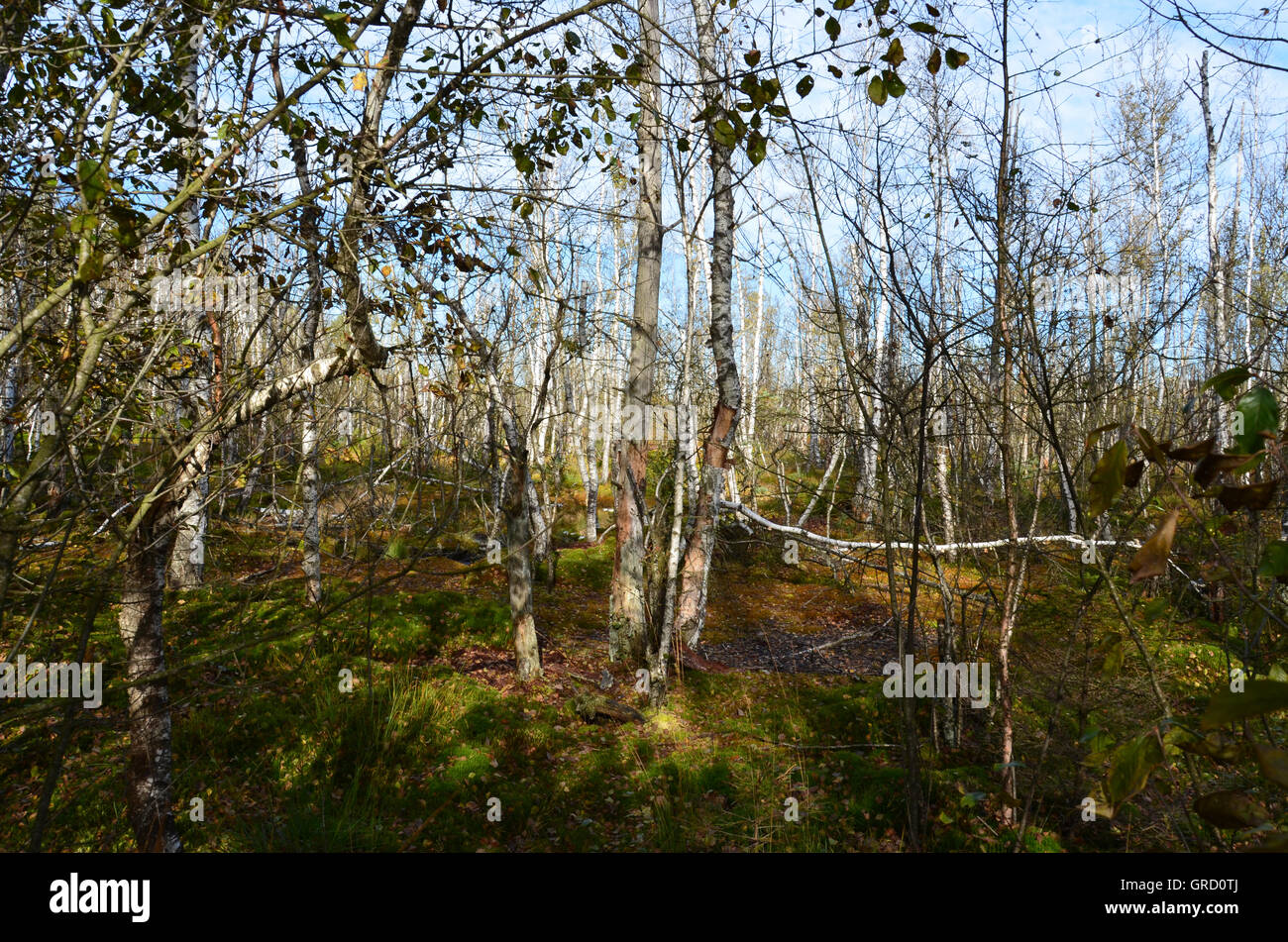 Birkenwald, Moos Kissen In Schwenningen Moos, Baden-Württemberg, Deutschland, Europa Stockfoto