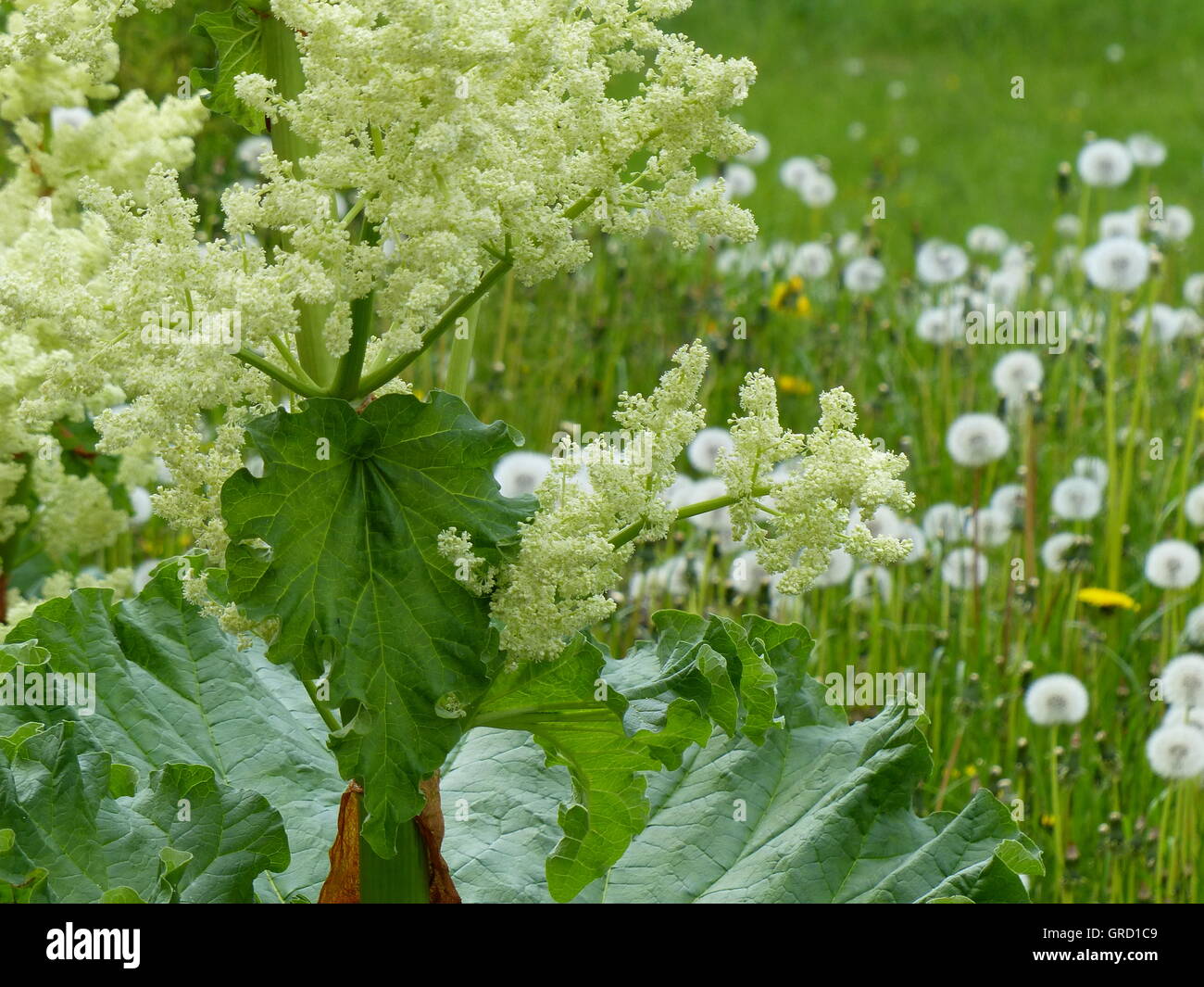 Rhabarber, Rhabarber Blume Stockfoto