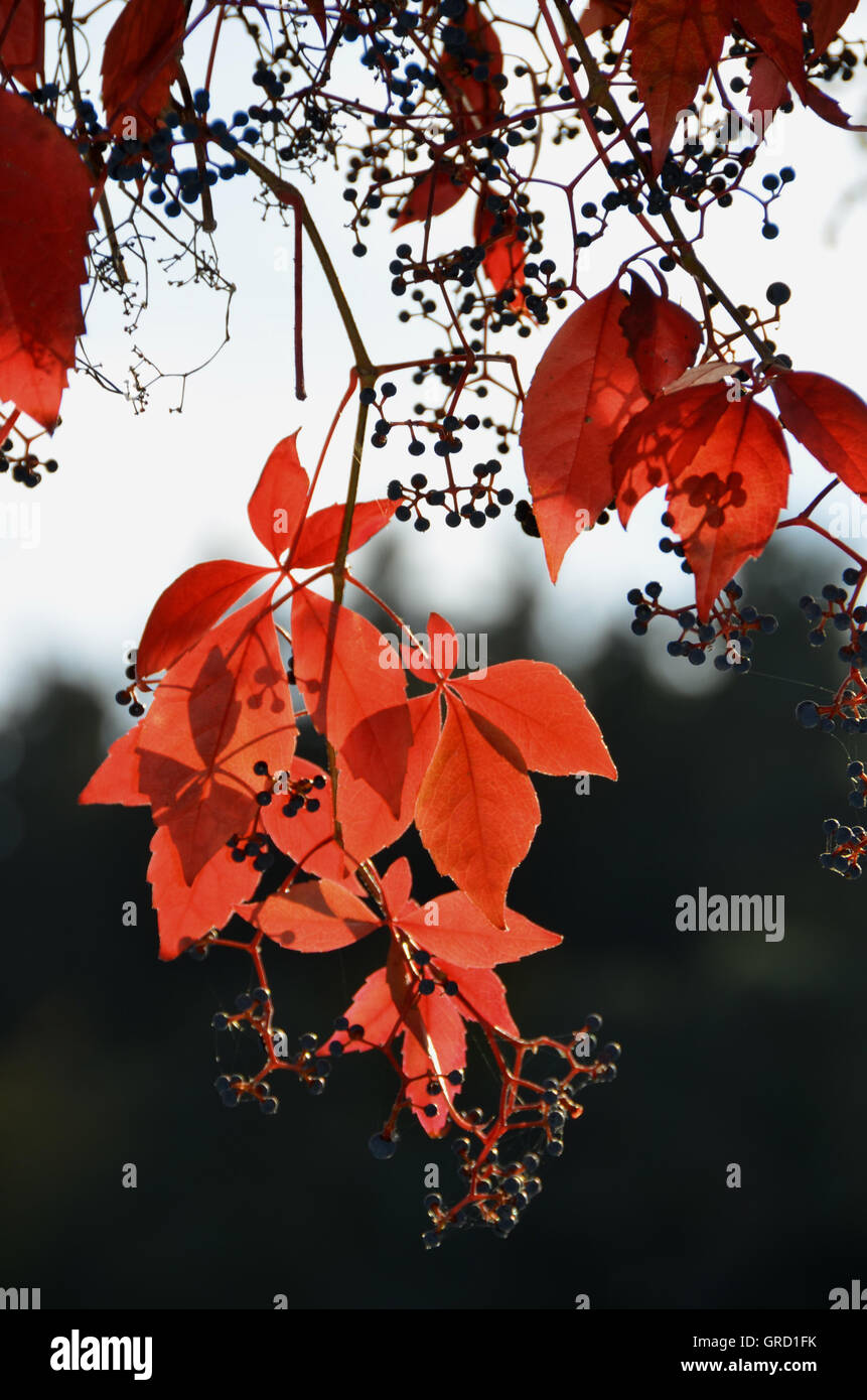 Wildem Wein In roten Herbstlaub Stockfoto