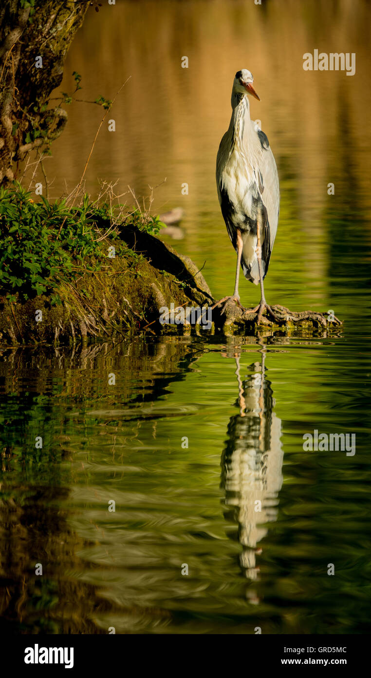 Great Blue Heron lauern Stockfoto