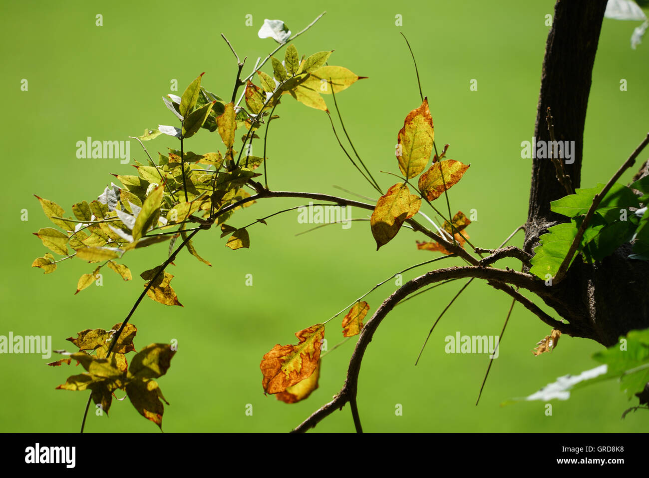 Blätter mit grünem Hintergrund Stockfoto