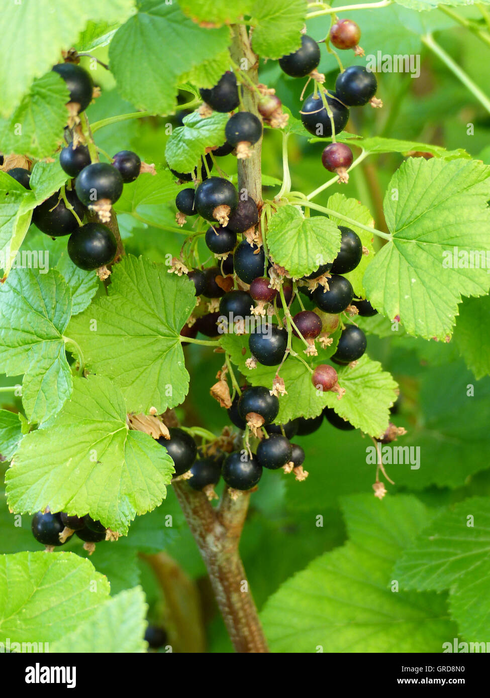 Schwarze Johannisbeere, Ribes Nigrum Stockfoto