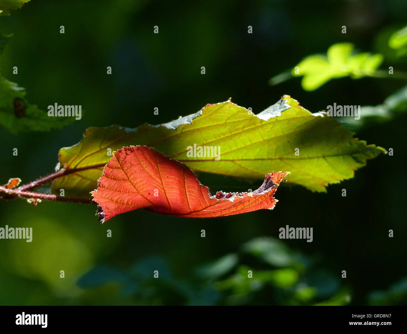 Eine grüne und eine rote Blatt an einem Seitenarm des Hazel Bush Stockfoto