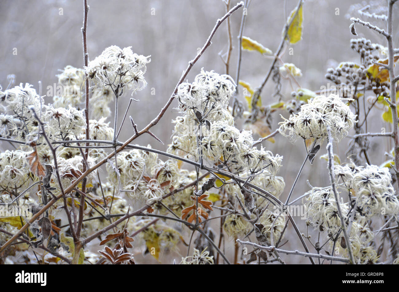 Winterliche Pracht, Clematis mit Frost bedeckt Stockfoto